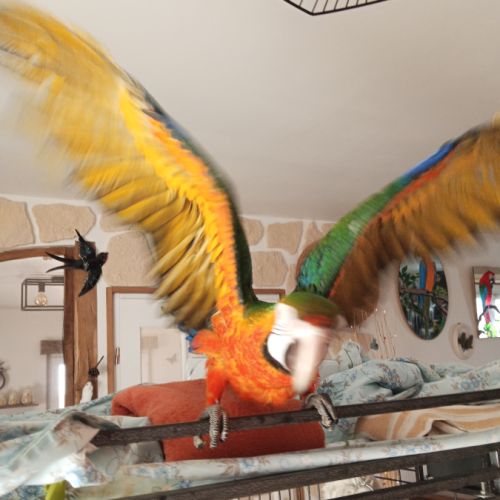 Ara hybride catalina #1