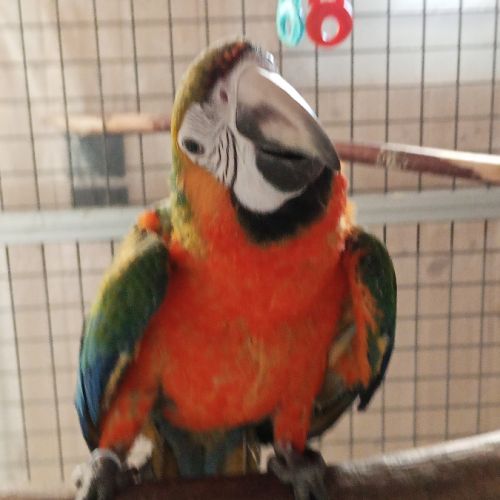 Ara hybride catalina