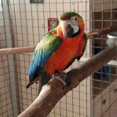 Ara hybride catalina #4