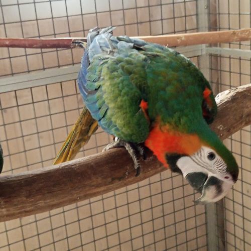 Ara hybride catalina #5