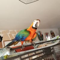 Ara hybride catalina #2