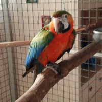 Ara hybride catalina #4