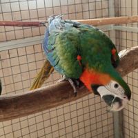 Ara hybride catalina #5