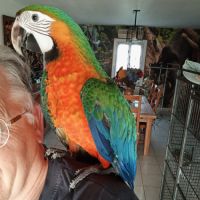 Ara hybride catalina