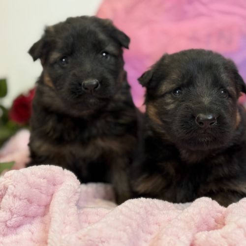 Magnifiques chiots berger allemand #1