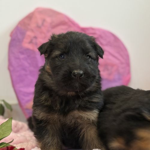 Magnifiques chiots berger allemand #2