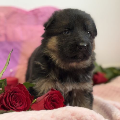 Magnifiques chiots berger allemand #3