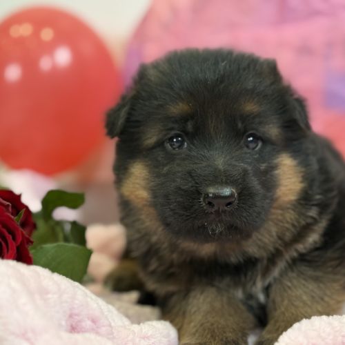 Magnifiques chiots berger allemand #4