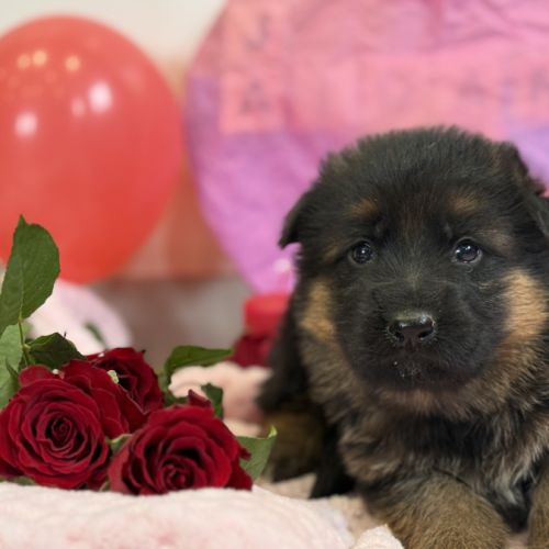 Magnifiques chiots berger allemand #5