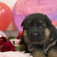 Magnifiques chiots berger allemand #6