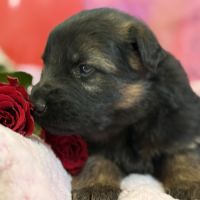 Magnifiques chiots berger allemand