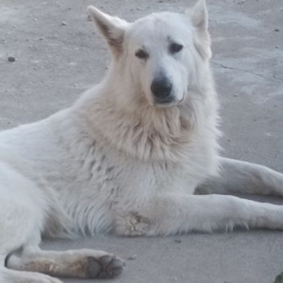 Chiot berger blanc suisse #0