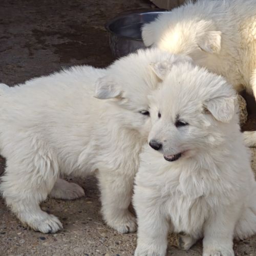Chiot berger blanc suisse #3