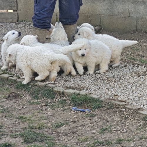 Chiot berger blanc suisse #4
