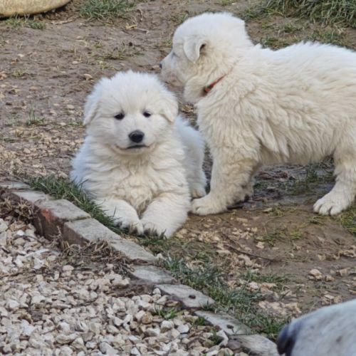 Chiot berger blanc suisse #8