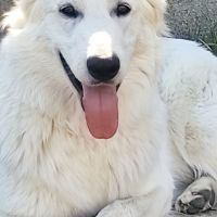 Chiot berger blanc suisse #2