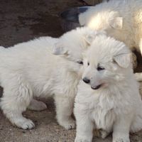 Chiot berger blanc suisse #3