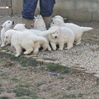 Chiot berger blanc suisse #4