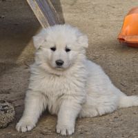 Chiot berger blanc suisse #5