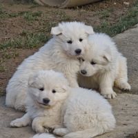 Chiot berger blanc suisse #6