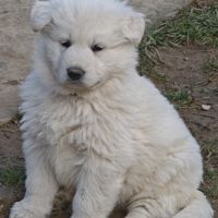 Chiot berger blanc suisse #7