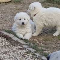 Chiot berger blanc suisse #8