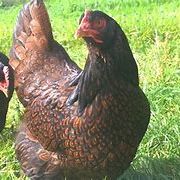 Oeuf fécondé, poussin, poule, coq barnevelder