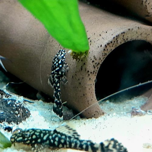 Ancistrus cherche nouveau bac #1