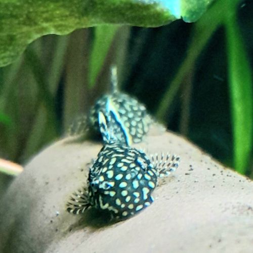 Ancistrus cherche nouveau bac #2