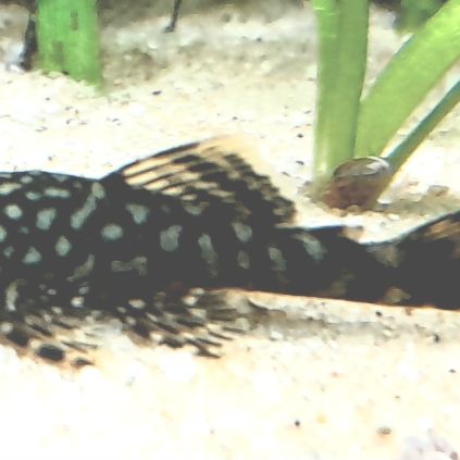 Ancistrus cherche nouveau bac