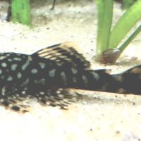 Ancistrus cherche nouveau bac #0