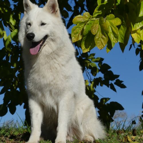 Chiots bergers blancs suisses #2