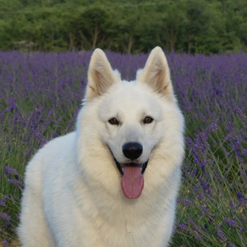 Chiots bergers blancs suisses #3