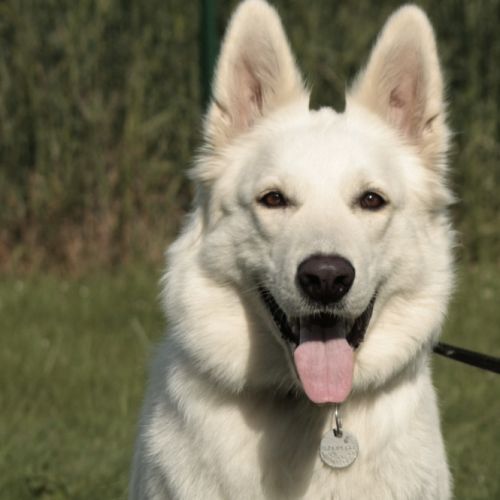 Chiots bergers blancs suisses #5