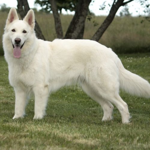 Chiots bergers blancs suisses #6