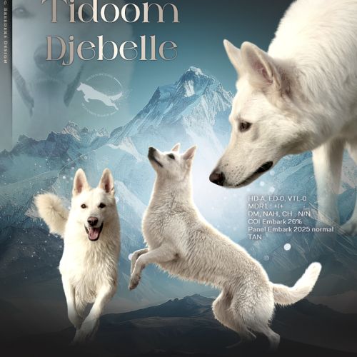 Chiots bergers blancs suisses #7