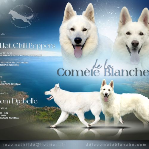 Chiots bergers blancs suisses #0