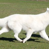 Chiots bergers blancs suisses #1