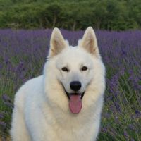 Chiots bergers blancs suisses #3