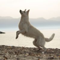 Chiots bergers blancs suisses #4