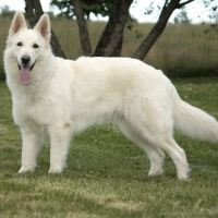 Chiots bergers blancs suisses #6