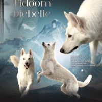 Chiots bergers blancs suisses #7