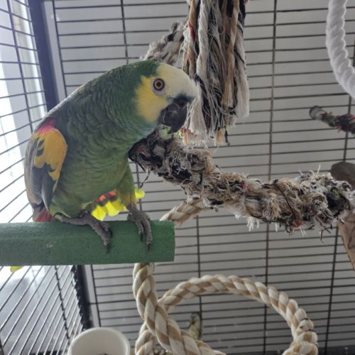 Amazone a front bleue #1