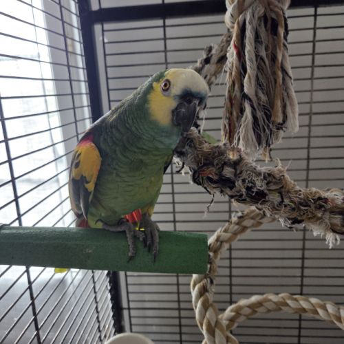 Amazone a front bleue #2