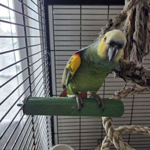 Amazone a front bleue