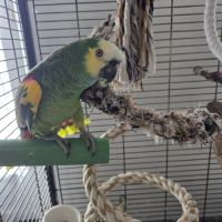 Amazone a front bleue #1