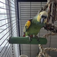 Amazone a front bleue