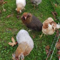 Oeuf fécondé, poussin, coq, poule araucana.
