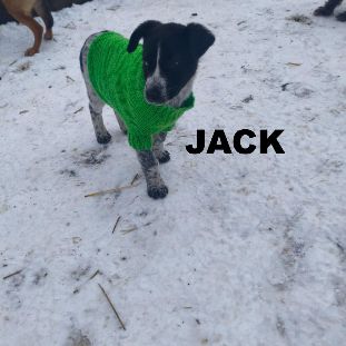 Jack se trouve dans un refuge en ukraine #4