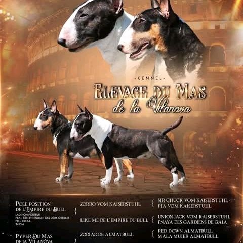 Male bull terrier mini lof saillie #2